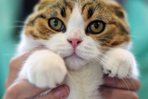 "Kedi pop&uuml;lasyonunun bir kısmı yok edilmeli"