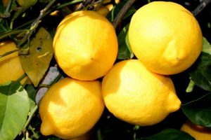 Meteorolojik verilerle rekolte tahmini limonla başladı