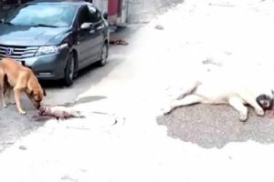 K&ouml;pek yavrularını ezdiği ileri s&uuml;r&uuml;len &ouml;ğretmen hakkında soruşturma