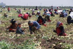 Turfanda soğan fiyatları d&uuml;ş&uuml;recek