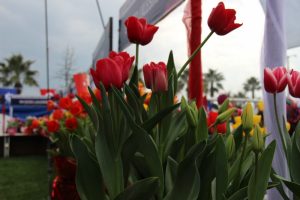 Bu festivalde en g&uuml;zel laleler yarışıyor