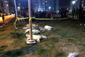 Ankara'da 13 k&ouml;pek zehirlenerek &ouml;ld&uuml;r&uuml;ld&uuml;