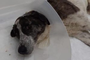 Vicdansızlık! K&ouml;peği k&uuml;rekle vurarak fel&ccedil; bıraktılar