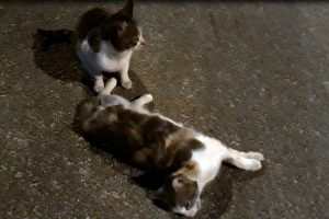 Kedinin g&ouml;renleri h&uuml;z&uuml;nlendiren &ccedil;abası