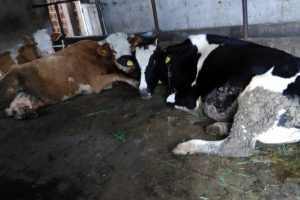 Bursa'da çalınan hayvanları korucular buldu