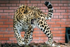 Amur leoparlarını yok olmanın eşiğinden d&ouml;nd&uuml;rd&uuml;