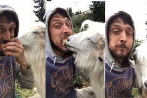 Rizeli gencin, ke&ccedil;i ile g&uuml;l&uuml;mseten 'ekmek' kavgası