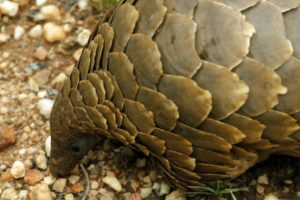 Değeri 80 milyon dolar olan 13 ton pangolin pulu ele ge&ccedil;irildi