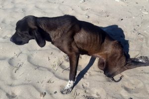 Vicdansızlık! Sokak k&ouml;peğine t&uuml;fekli saldırı