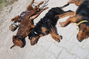 Zehirlenen 10 k&ouml;pek telef oldu
