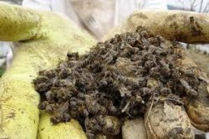 Bursa'da milyonlarca arı telef oldu