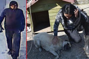 İzmir'de köpeğe isyan ettiren şiddet