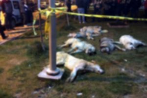 Ankara'da köpekleri zehirleyenlerin serbest bırakılmasına itiraz reddedildi