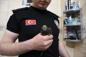 Bursa'da komiser yardımcısı, evine giren yaralı ebabil kuşuna sahip çıktı