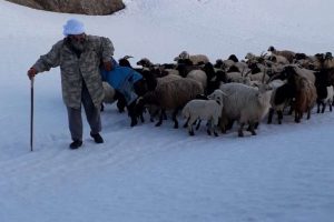 Besicilerin zorlu yayla yolculuğu