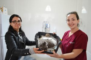 Balkondan d&uuml;ş&uuml;p ayağı kırılan kedi ameliyat edildi