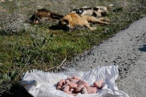 Hayvan katliamı devam ediyor: Boş arazide köpek ölüleri bulundu