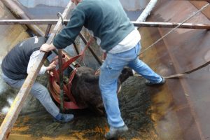 İ&ccedil;i su dolu siloya d&uuml;şen dana i&ccedil;in seferber oldular