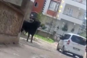 Ka&ccedil;an boğayı t&uuml;fekle başından vurdu!