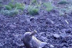 Ur kekliğinin varlığı fotokopanla g&ouml;r&uuml;nt&uuml;lendi