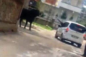 Boğayı t&uuml;fekle başında vuran ş&uuml;pheli serbest kaldı!