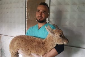 Kayalıklardan d&uuml;ş&uuml;p yaralanan yaban ke&ccedil;isi tedaviye alındı