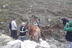 Kurtarılmayı bekleyen gebe inek, 3 g&uuml;n&uuml;n sonunda telef oldu