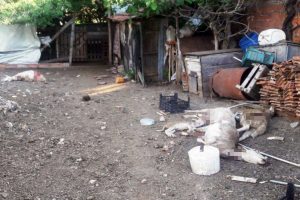 Ağıla giren sokak k&ouml;pekleri 10 koyunu telef etti