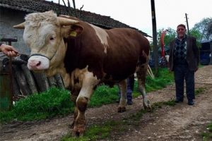 'Damat' 2 yaşına gelmeden 1 ton ağırlığa ulaştı