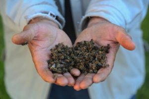 103 kovandaki arıların tamamı öldü
