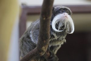 Bursa Hayvanat Bahçesi'nde sakallı maymunların ikinci yavru heyecanı