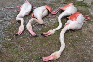 4 flamingo t&uuml;fekle vurularak &ouml;ld&uuml;r&uuml;ld&uuml;