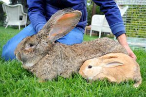 Bursa'da 12 kiloluk dev tavşanlar kırmızı etin alternatifi olmaya aday