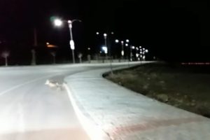 Tilki kara yolunda g&ouml;r&uuml;nt&uuml;lendi
