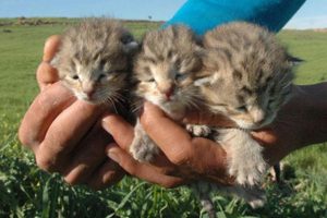 Yavru leoparlar şaşkınlık yarattı