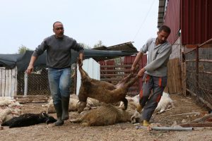 Ağıla giren k&ouml;pekler, onlarca koyunu telef etti