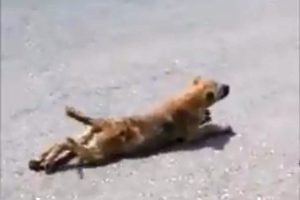 Sakat taklidi yapan k&ouml;pek g&ouml;renleri g&uuml;ld&uuml;rd&uuml;
