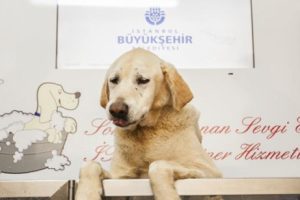 Şiddet g&ouml;ren sokak k&ouml;peği sahiplendirildi
