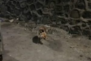 Şehir merkezine inen tilki, ilgi odağı oldu