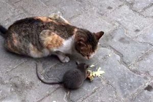 A&ccedil;lık kedi ile fareyi bile dost etti