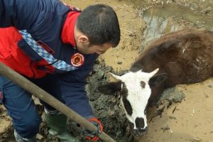 Bing&ouml;l'de &ccedil;amura g&ouml;m&uuml;len inek kurtarıldı