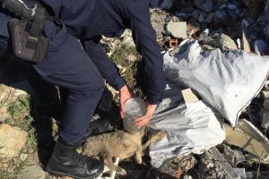 Başı kavanoza sıkışan yavru k&ouml;peği jandarma kurtardı