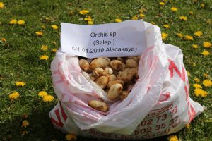 25 kilo salep soğanı ele ge&ccedil;irildi