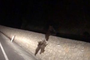 Yoldan ge&ccedil;en s&uuml;r&uuml;c&uuml;ler g&ouml;r&uuml;nt&uuml;ledi... Karayoluna indiler!