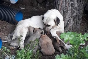 Yavru k&ouml;pekleri ve hamile kedileri zehirlediler