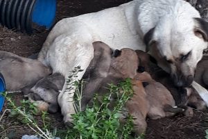 Zehirli et verilen k&ouml;pek ile 3 yavrusu ve 3 kedi &ouml;ld&uuml;