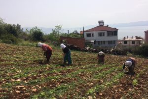 Bursa'da kırağıdan yanan fasulye ve kabaklar yeniden ekiliyor