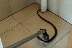 Bursa'da balkona gelen yılan korkuttu