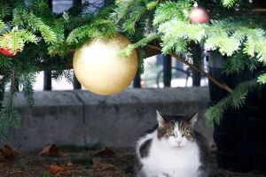 İki milyon başıboş kediyi &ouml;ld&uuml;rmek i&ccedil;in havadan zehirli sosis atıyorlar!