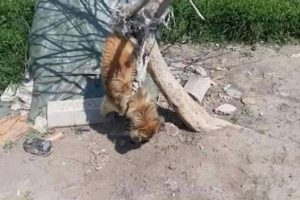Vicdansızlık! İple ağaca asılarak &ouml;ld&uuml;r&uuml;ld&uuml;